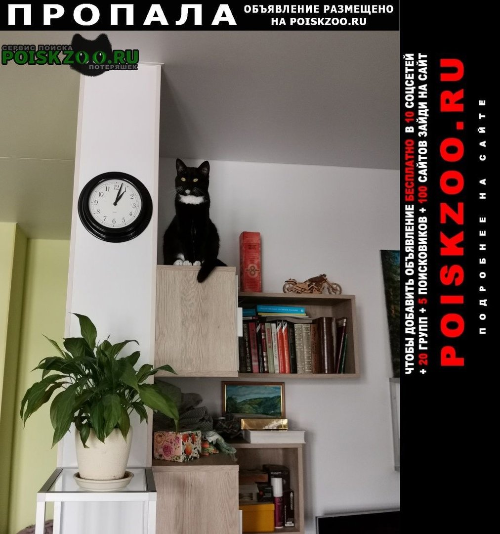 Кошачье семейство