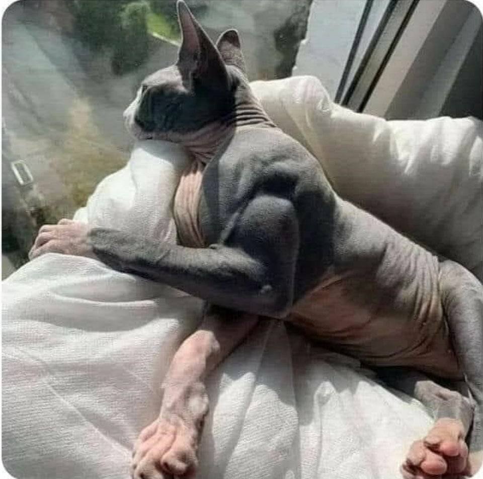 Кот в инстаграмме