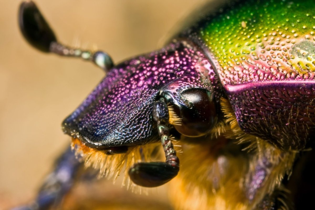 Августовский Жук