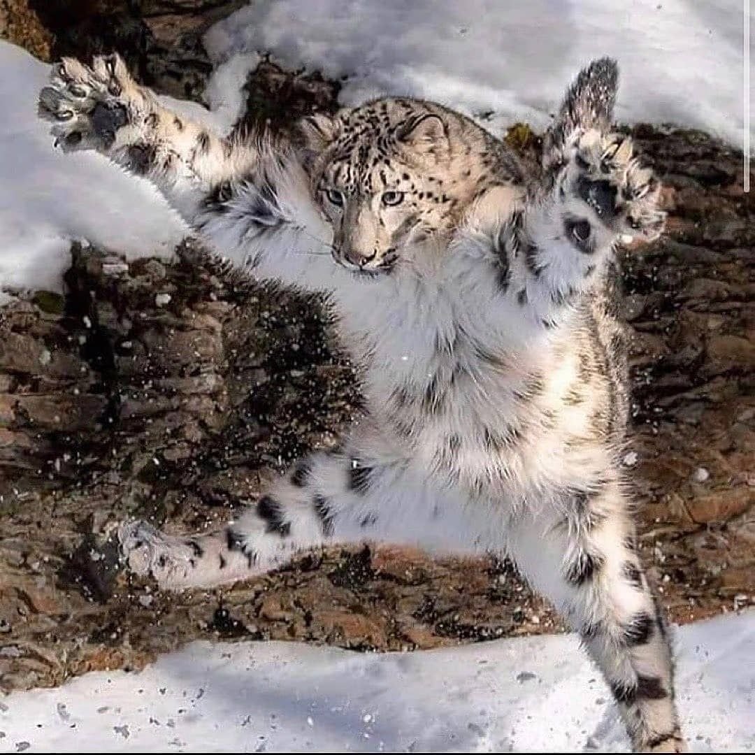 Лемур Лори маленький