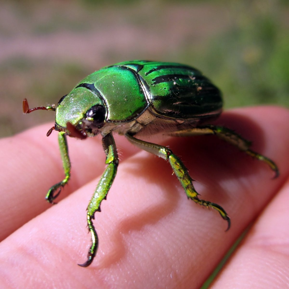 Зеленый круглый Жук