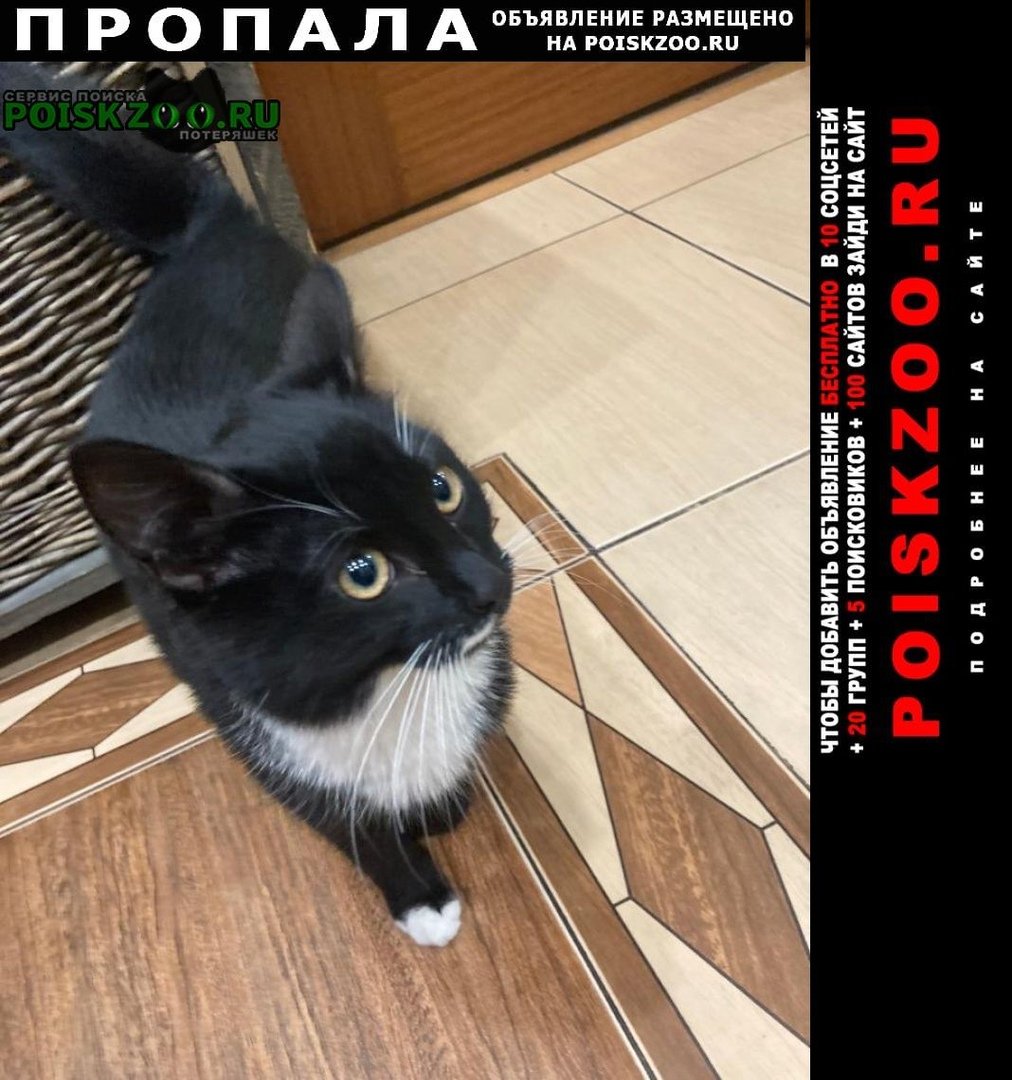 Свинский кот