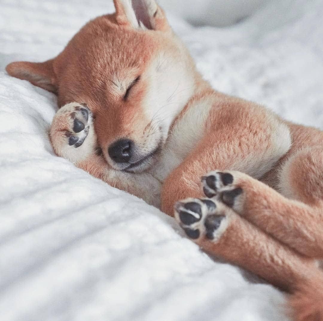 Сиба ину лапки