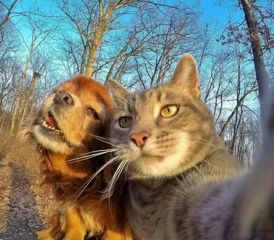 Кот с камерой