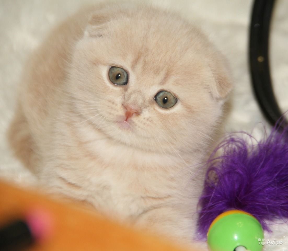 Вислоухий шотландец персиковый