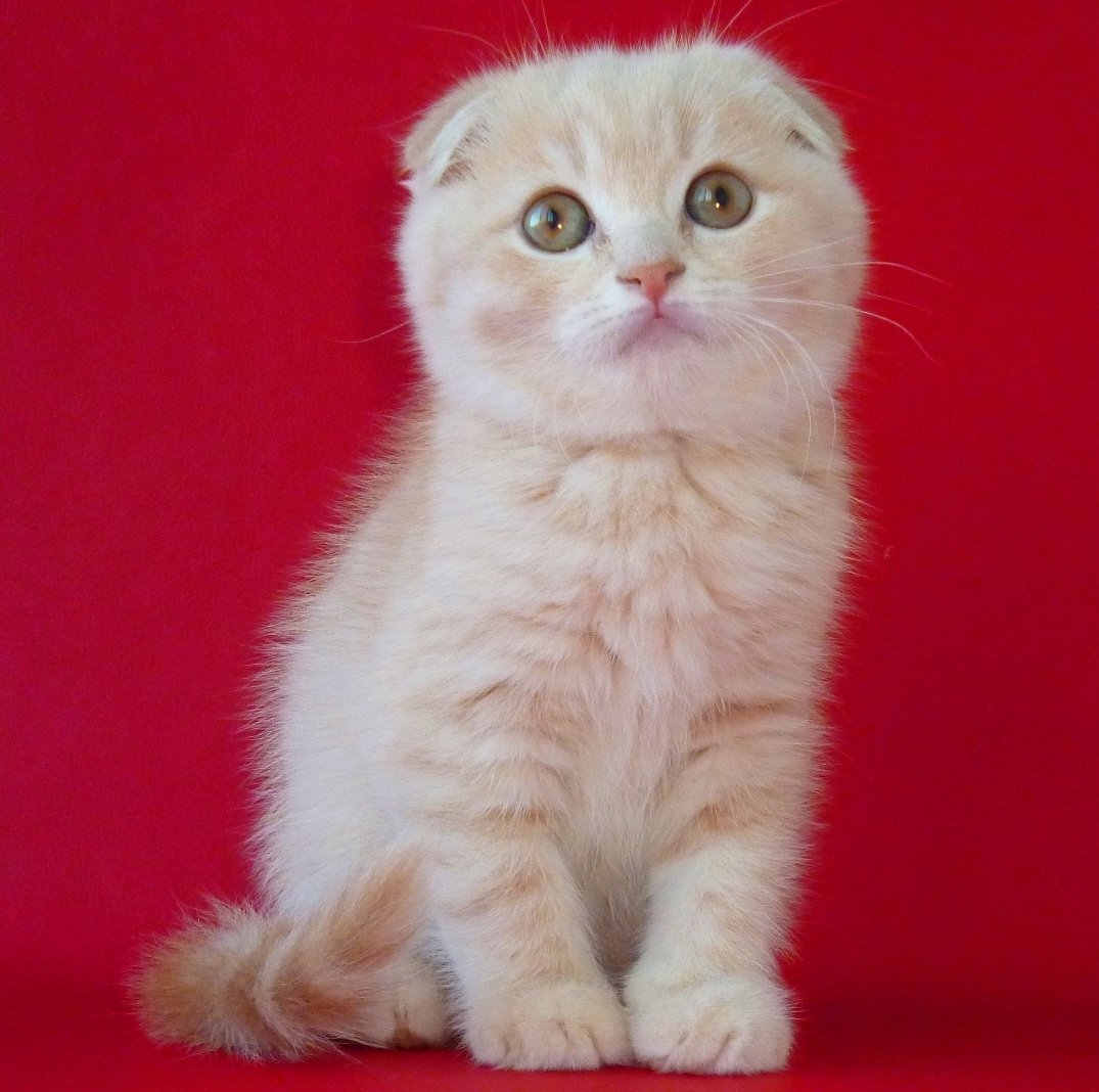 Шотландская вислоухая кошка