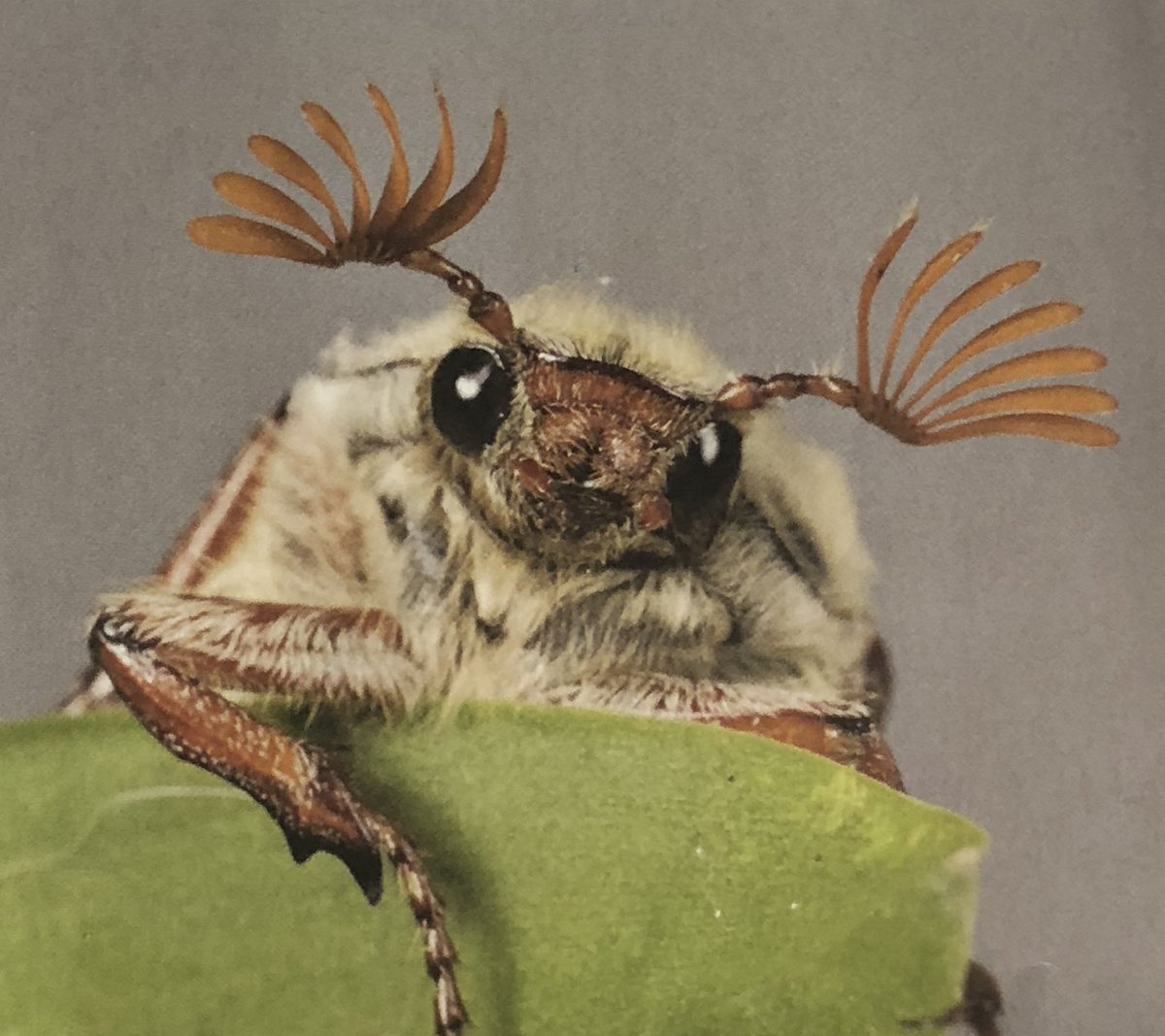 Майский Жук с ресничками