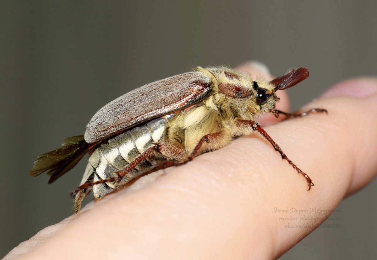 Белый хрущ Жук