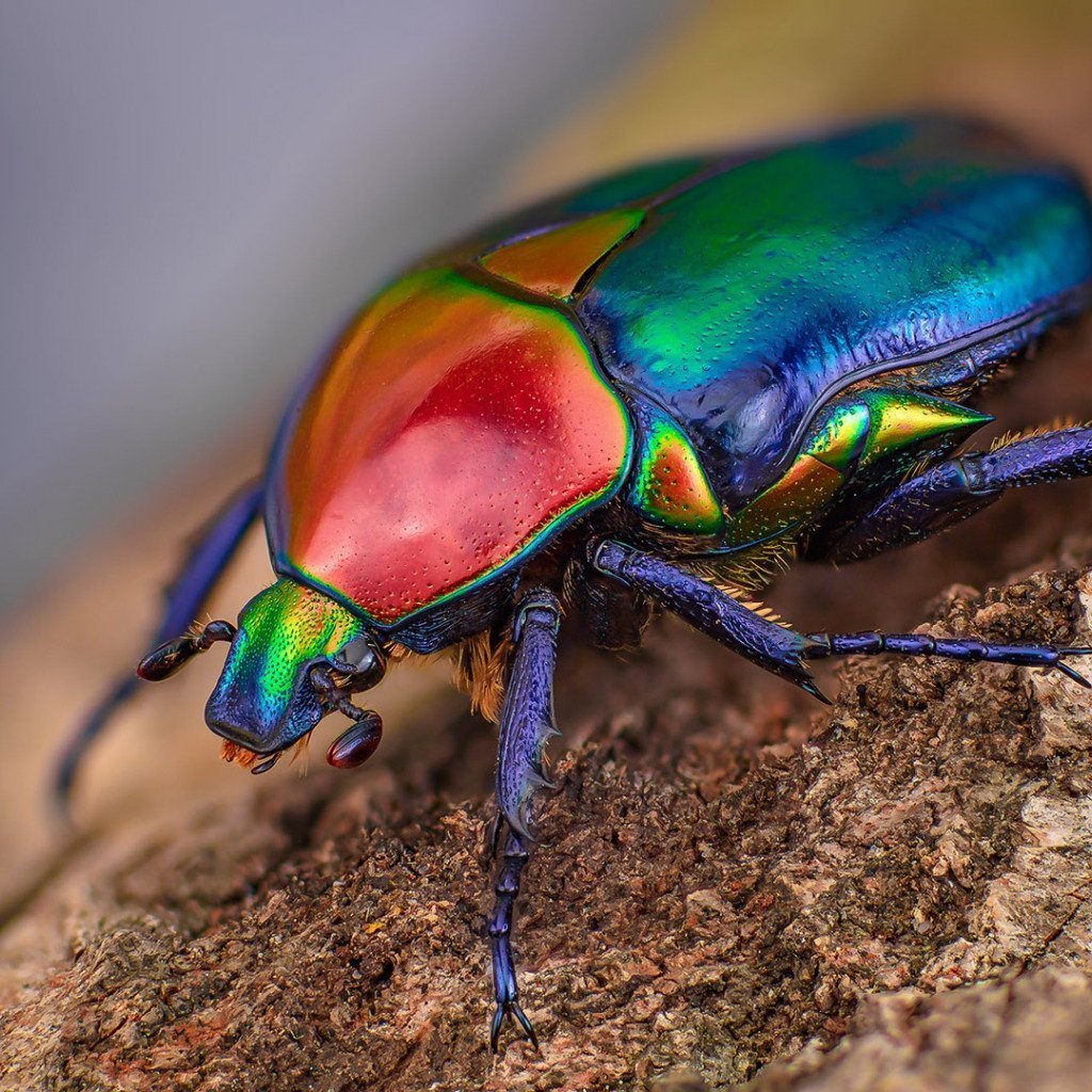 Бронзовик Жук синий