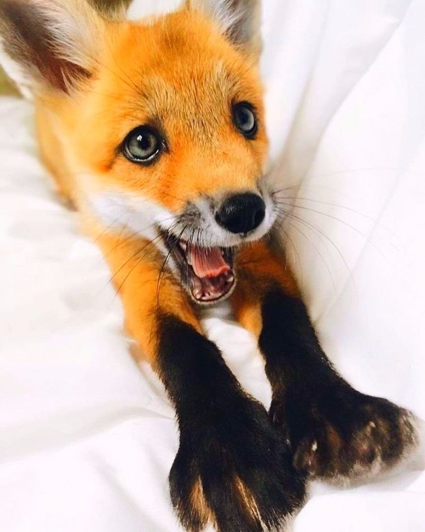 Джунипер Фокс