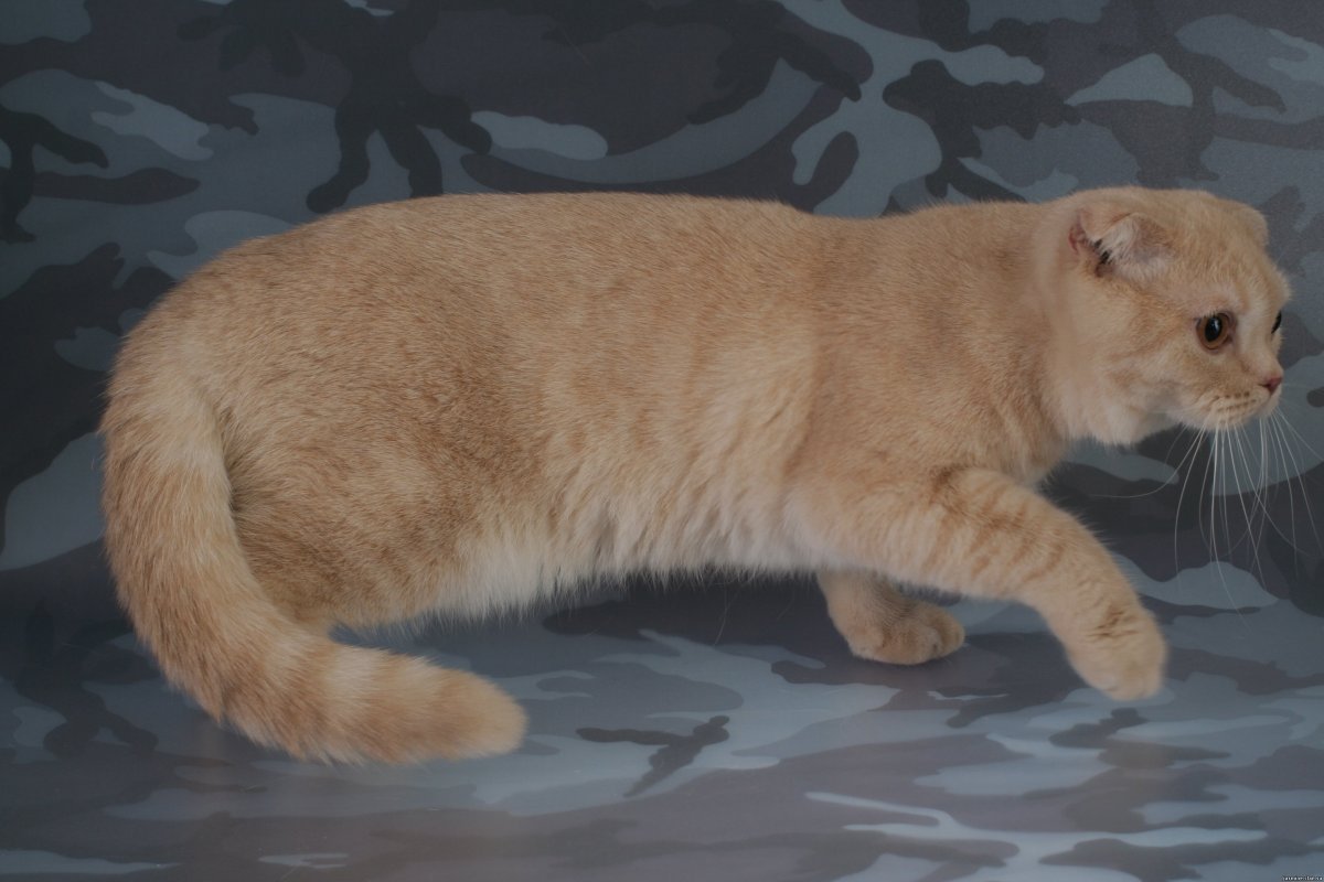 Кот с языком высунутым шотландской вислоухой