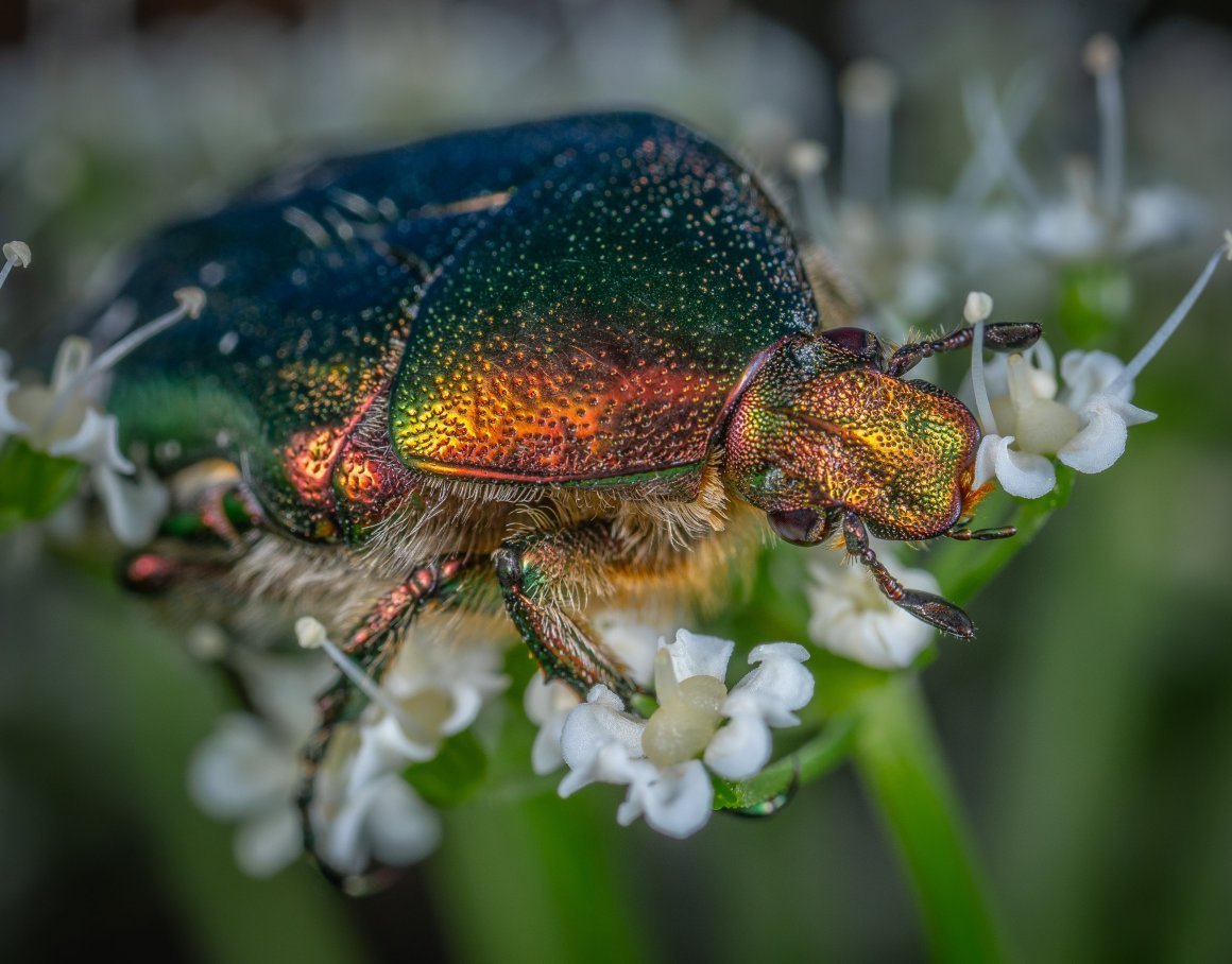 Королевский Майский Жук