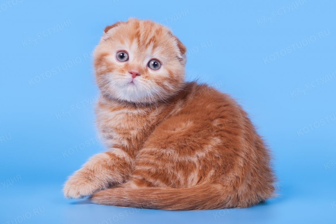 Вислоухие котята рыжие скотишфолд