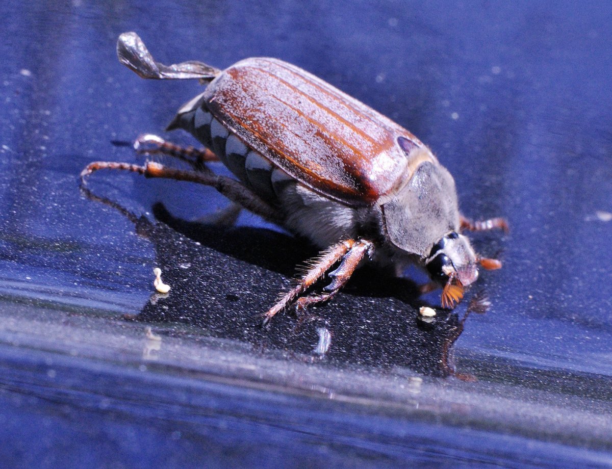 Хрущ Майский Жук маленький