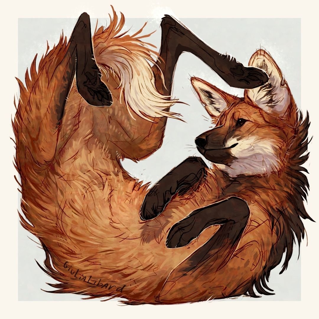 Кульпео Фокс Гривистый волк