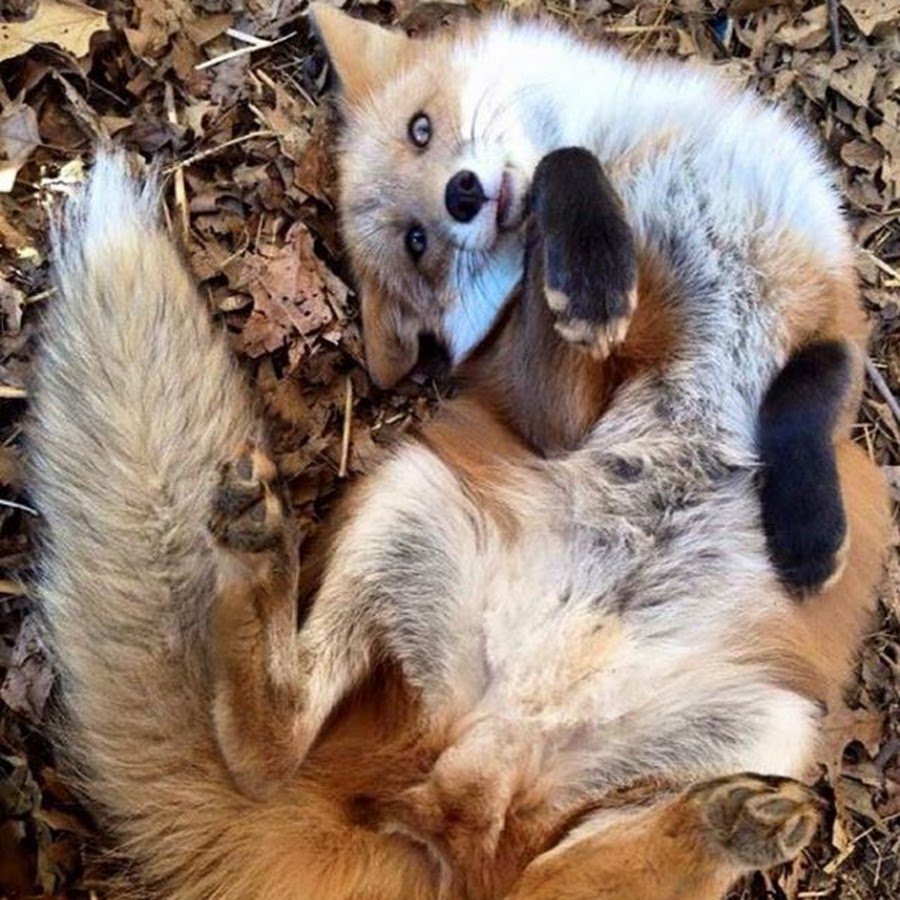 Игривая лиса