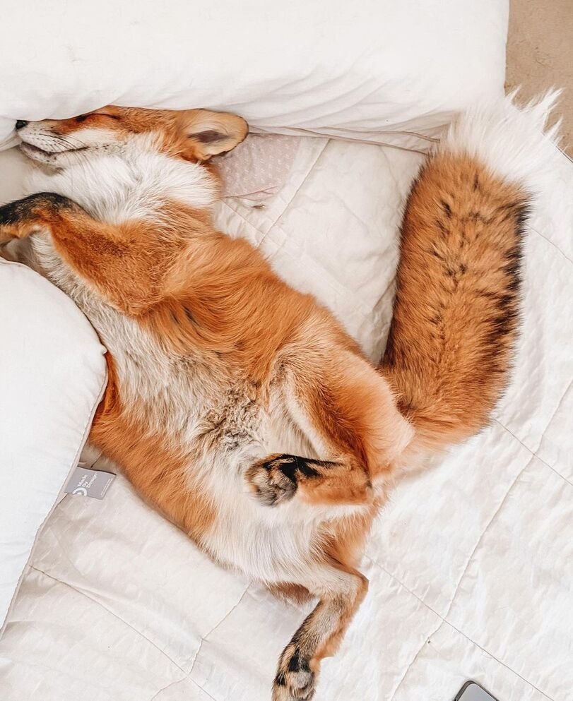 Спящие лисы