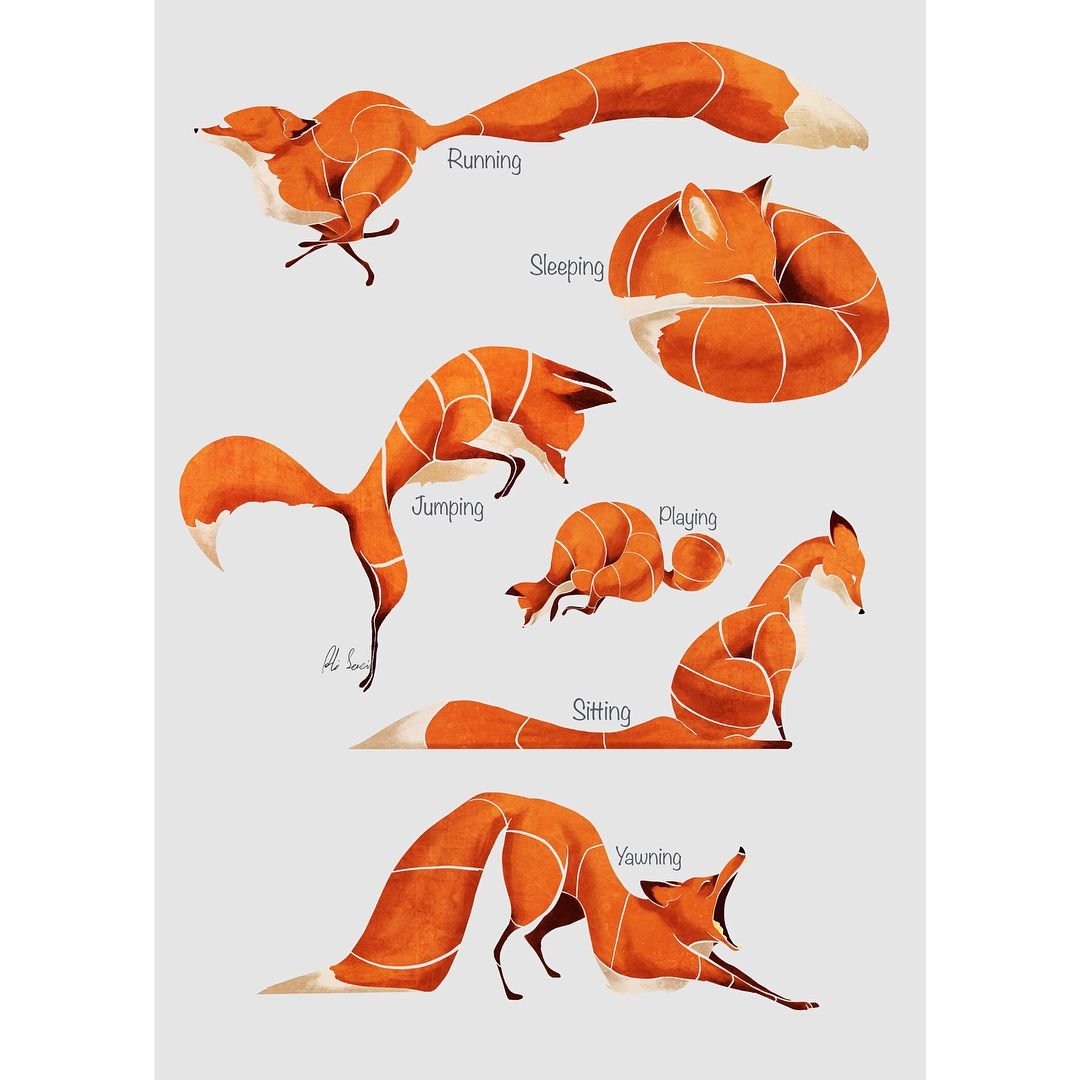 Анатомия лисы