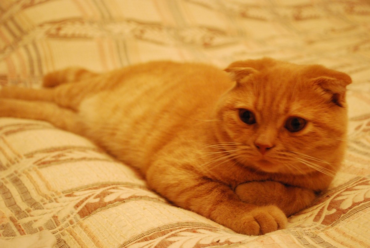 Персиковый шотландец