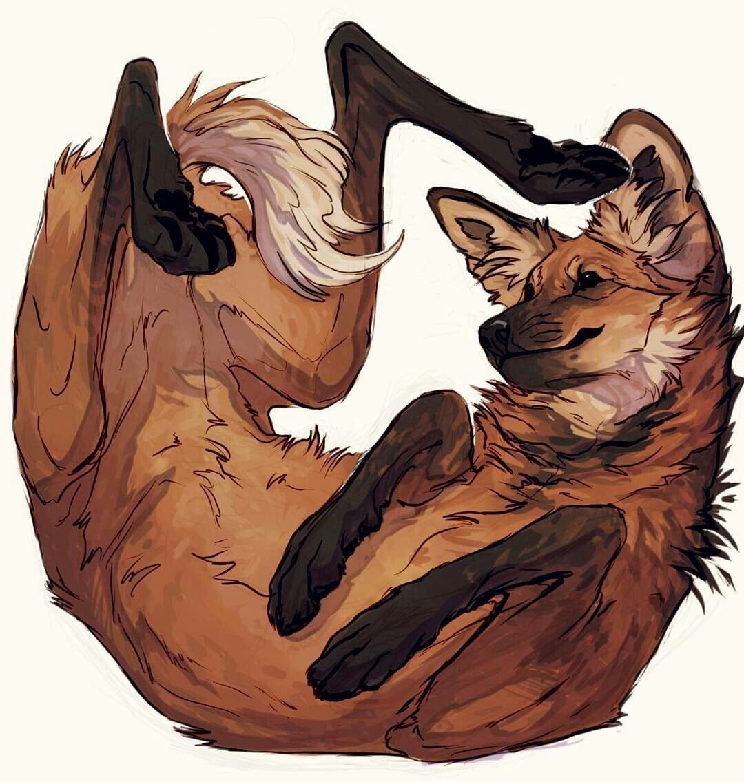 Гривистый волк референс