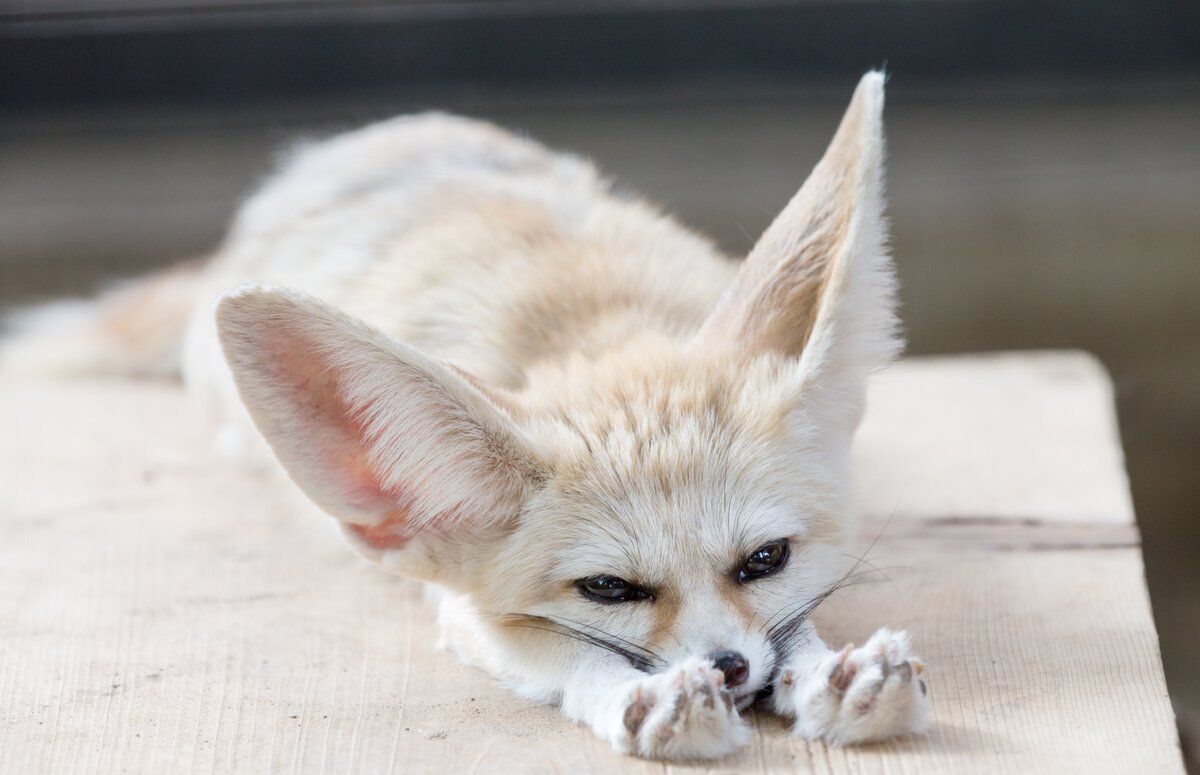 Лисица фенек