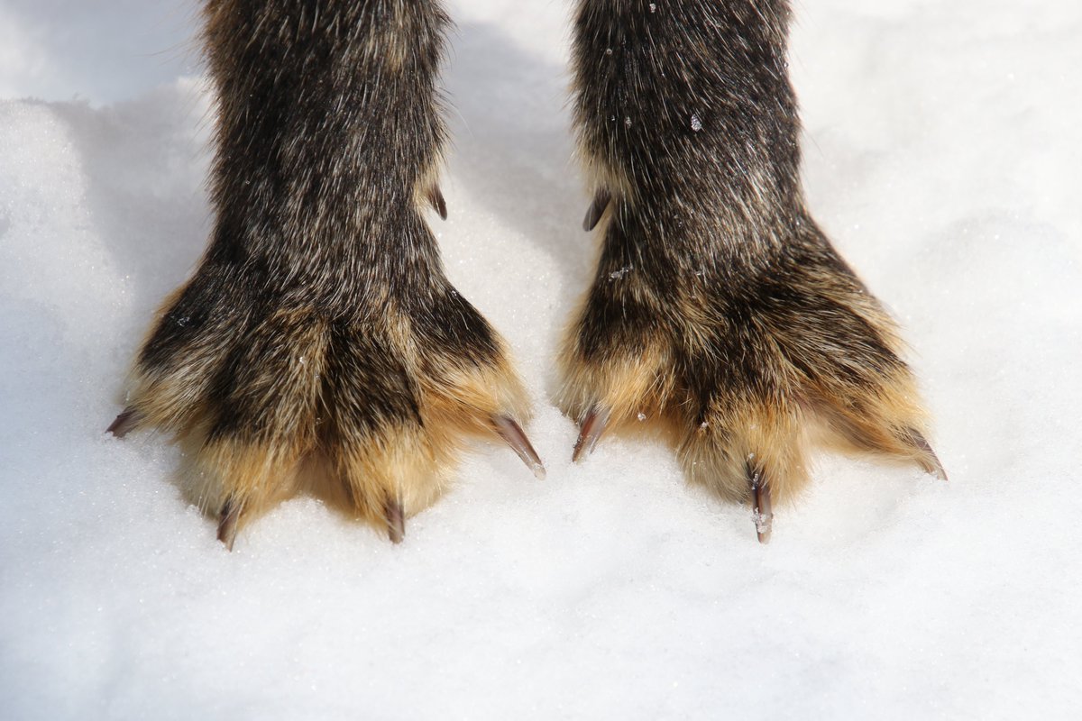 Лиса лапы