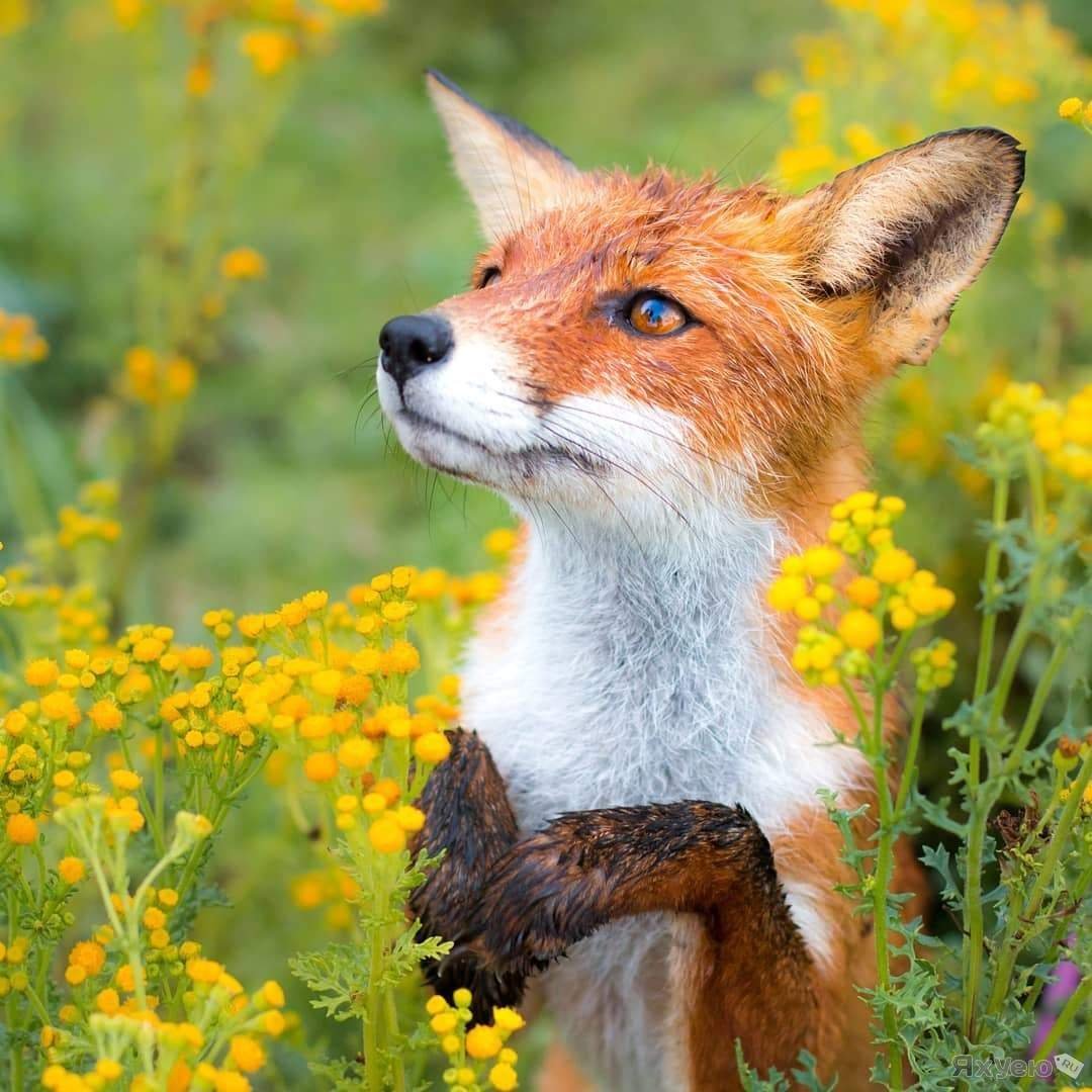 Лисичка Патрикеевна Полярная