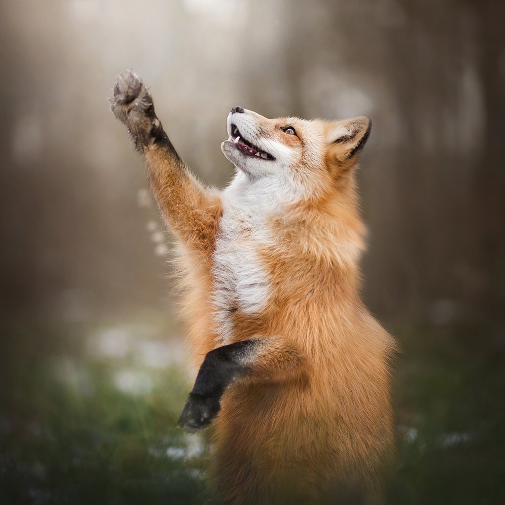 Довольная лиса