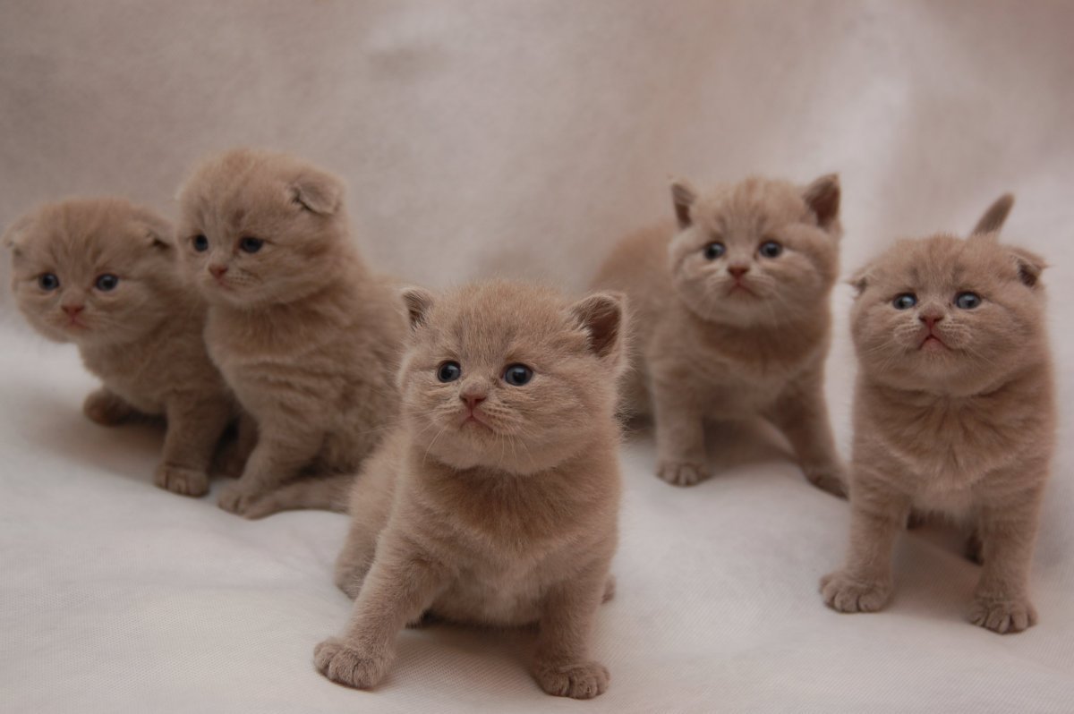 Шотландский скоттиш фолд рыжий