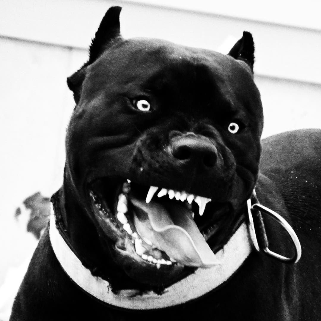 Оскал собаки