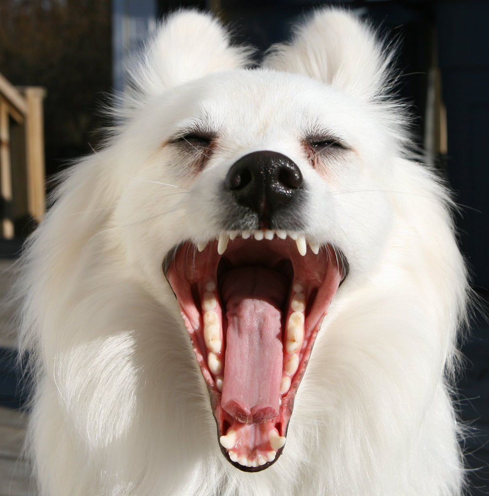 Аргентинский дог оскал