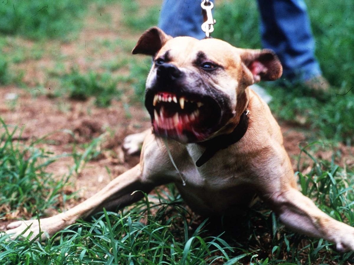 Стаффордширский терьер нападение