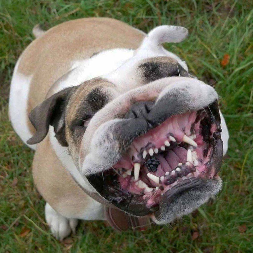 Злой черный лабрадор