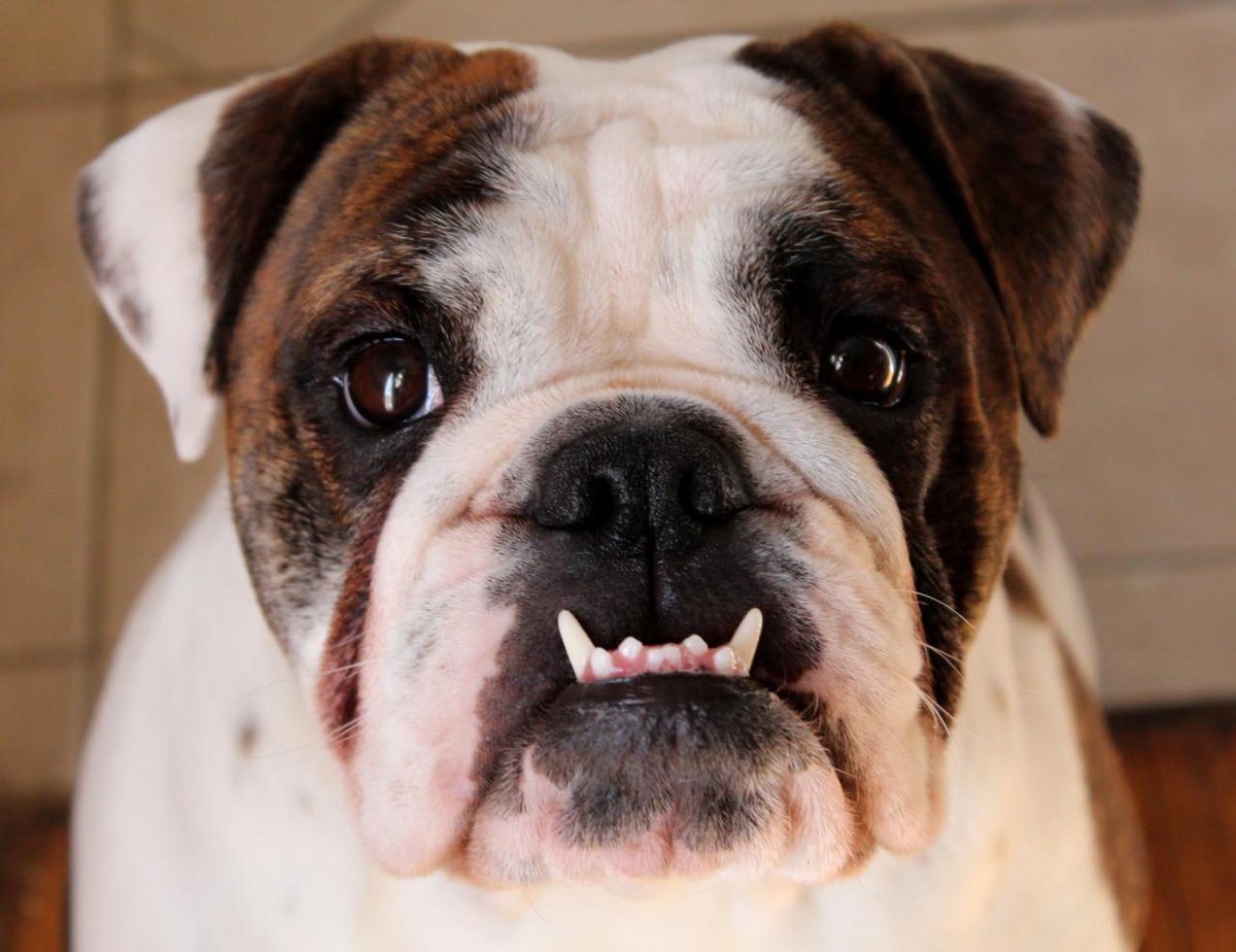 Питбуль черный бриллиант