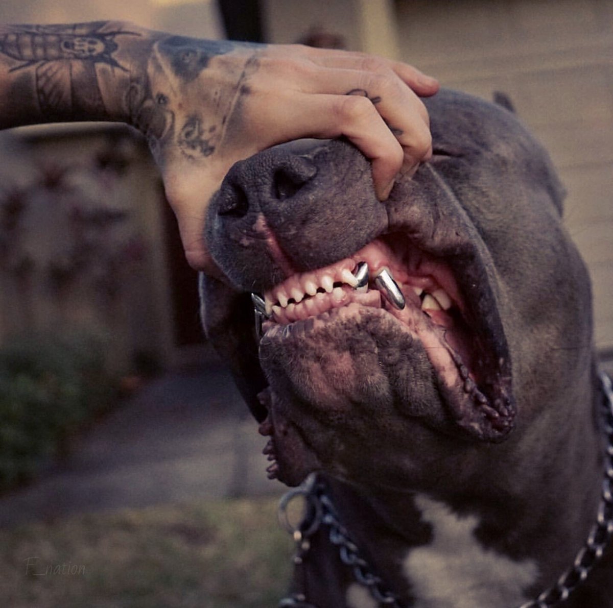 Фестончатые зубы тюленя-крабоеда