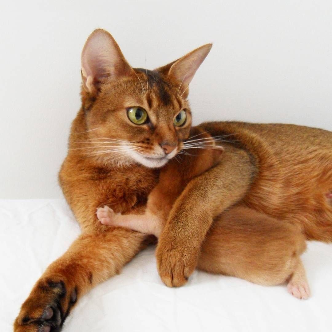 Порода кошек абиссинец