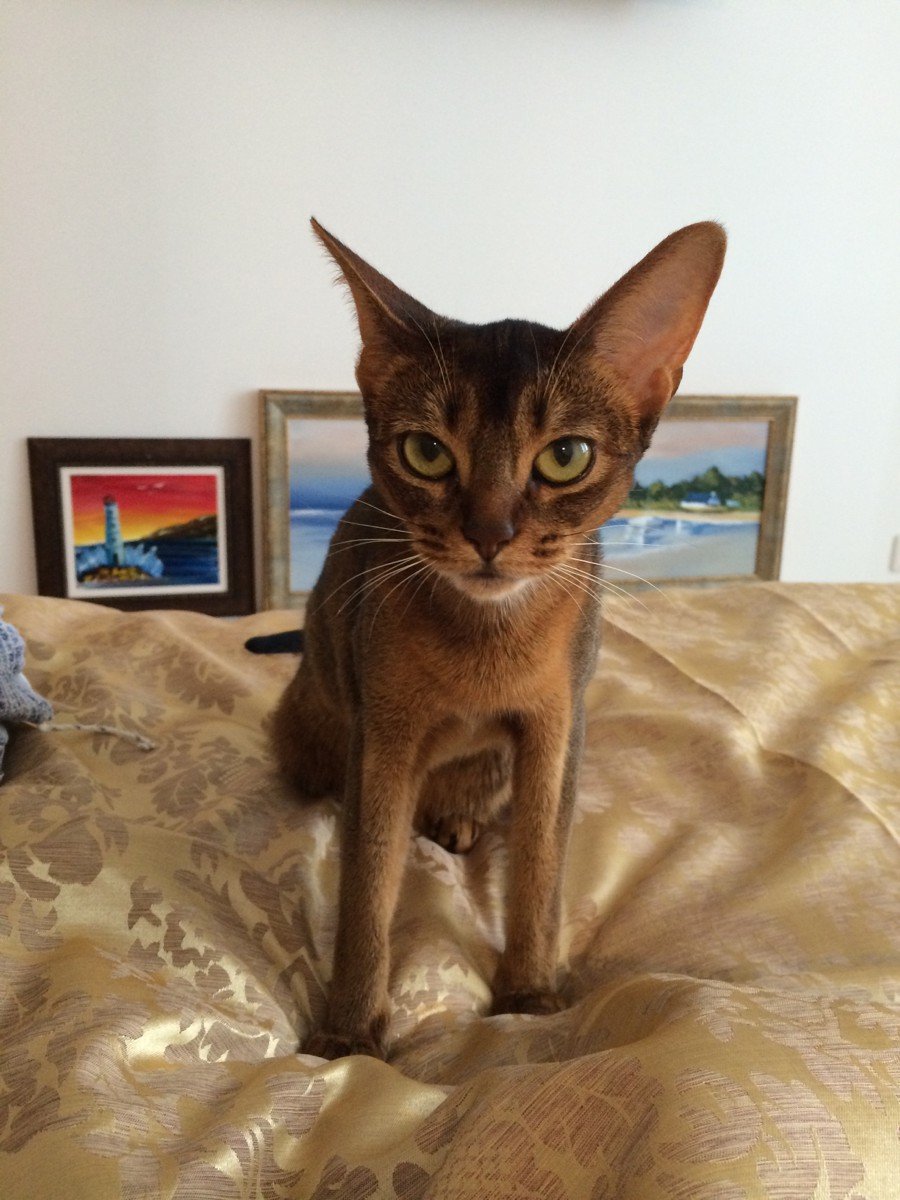 Абиссинская кошка толстая