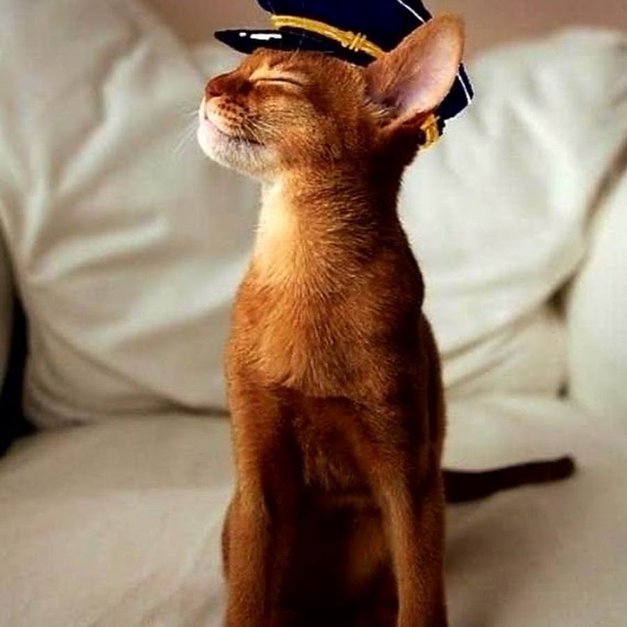 Кошка Египетская абиссинец