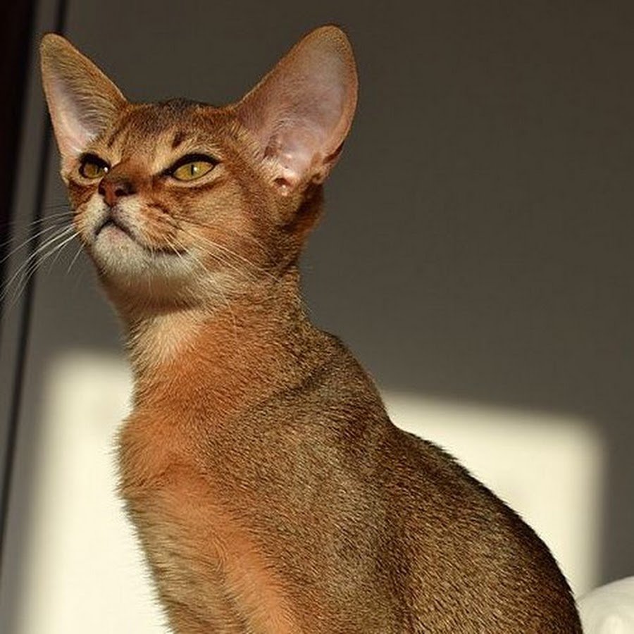 Чаузи кошка на белом фоне