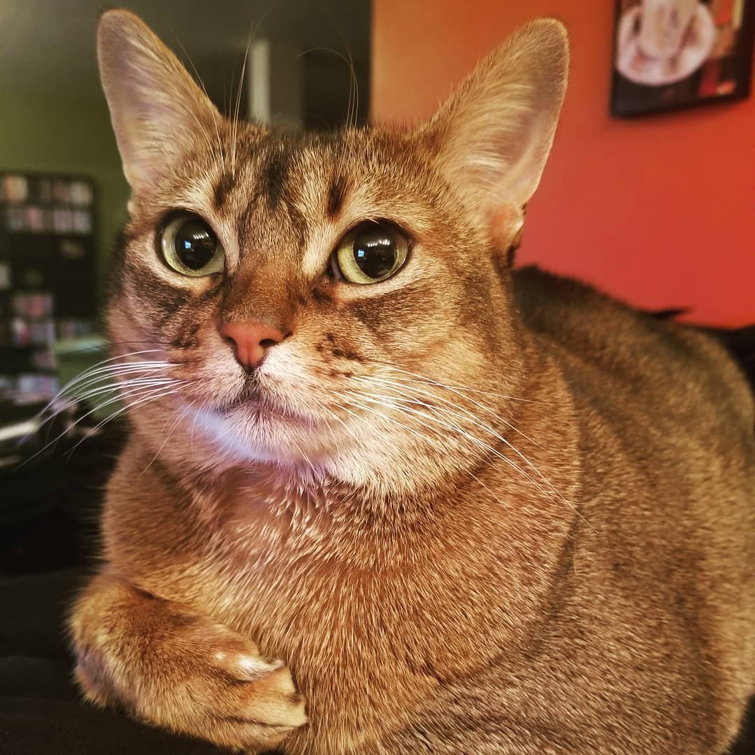 Гордый кот прикол