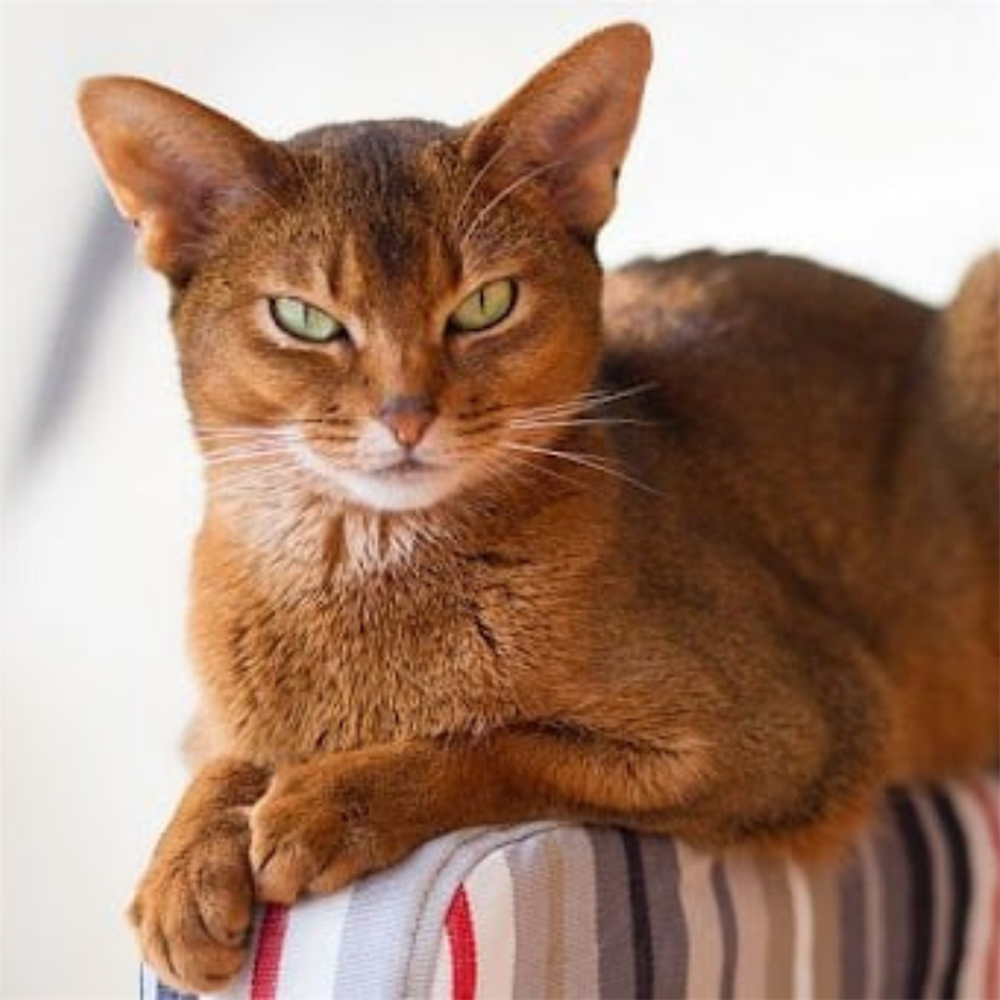 Абиссинская и Бурма