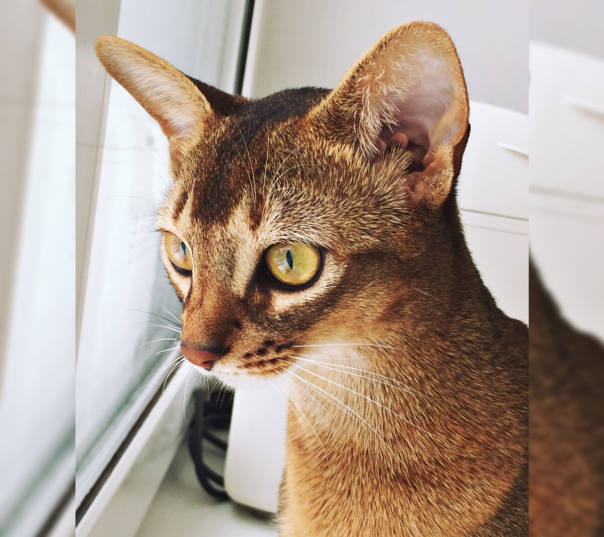 Кошка Абе Абиссинская