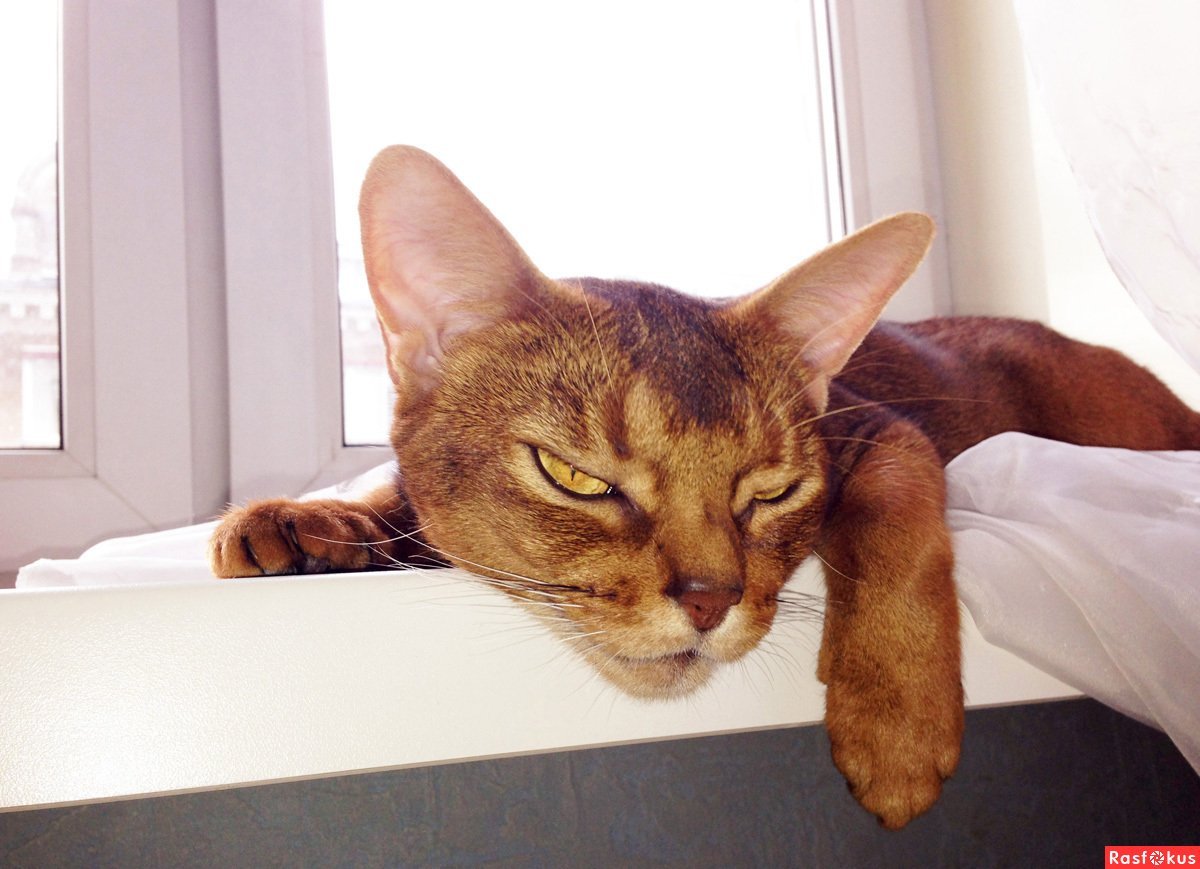 Чаузи ф1 абиссинский