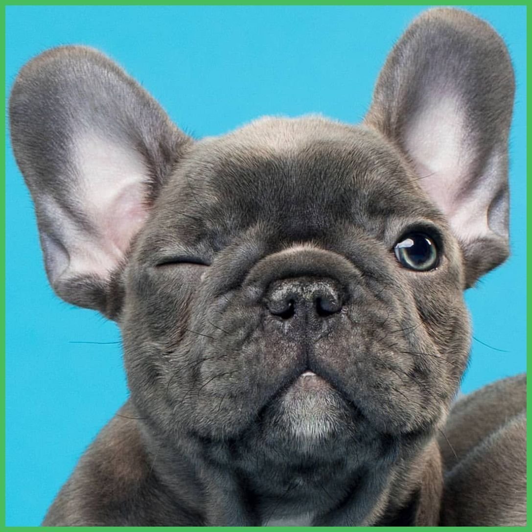 Французский бульдог мини палевый