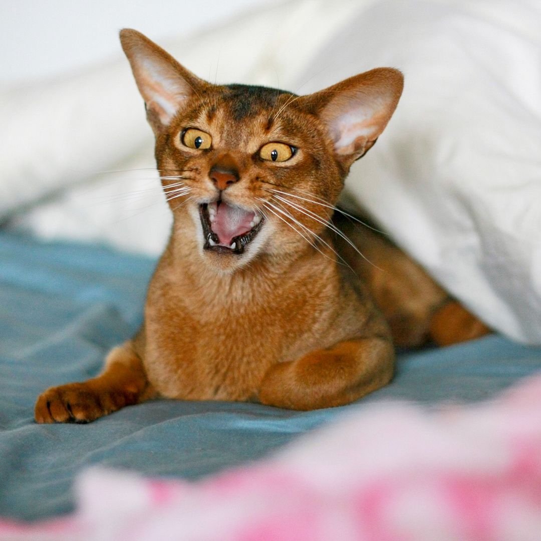 Абиссинский Ориентал