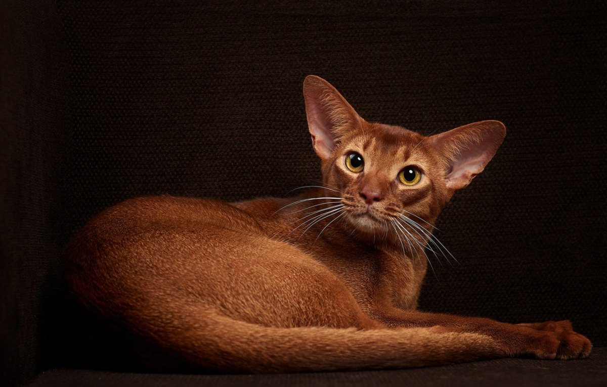 Абиссинец темный