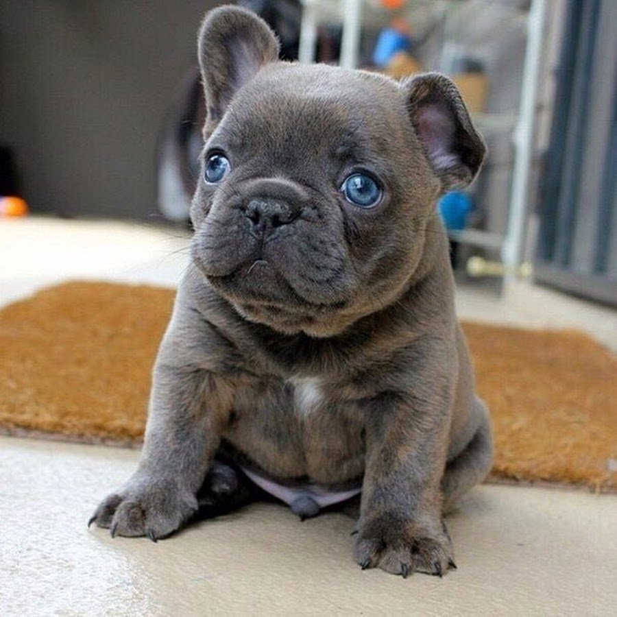 Мопс+ французский бульдог