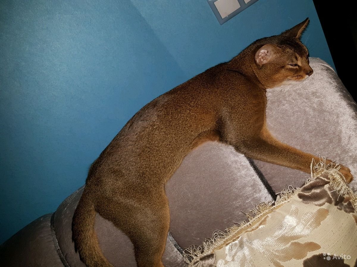 Кот породы абиссинец