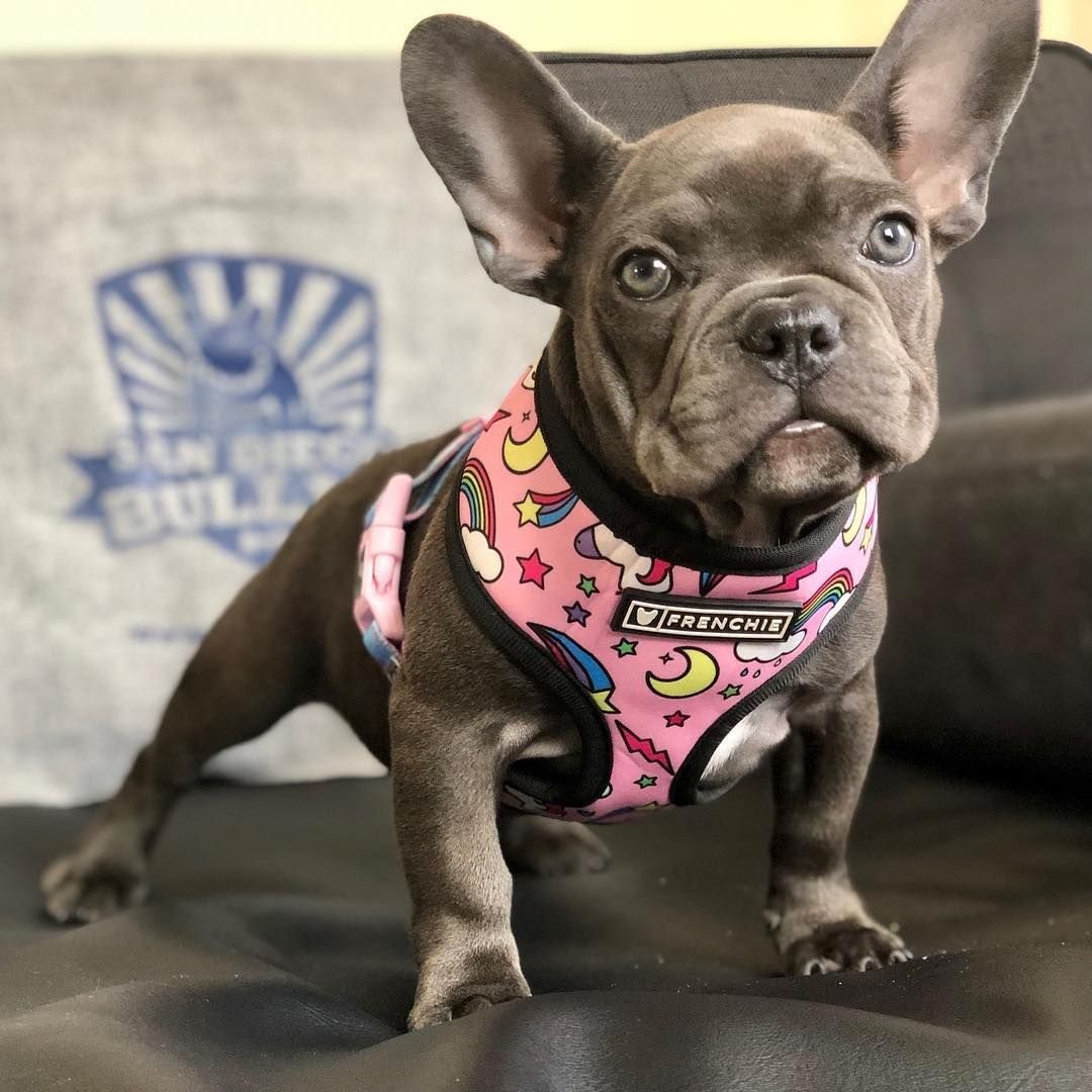 Розовый французский бульдог