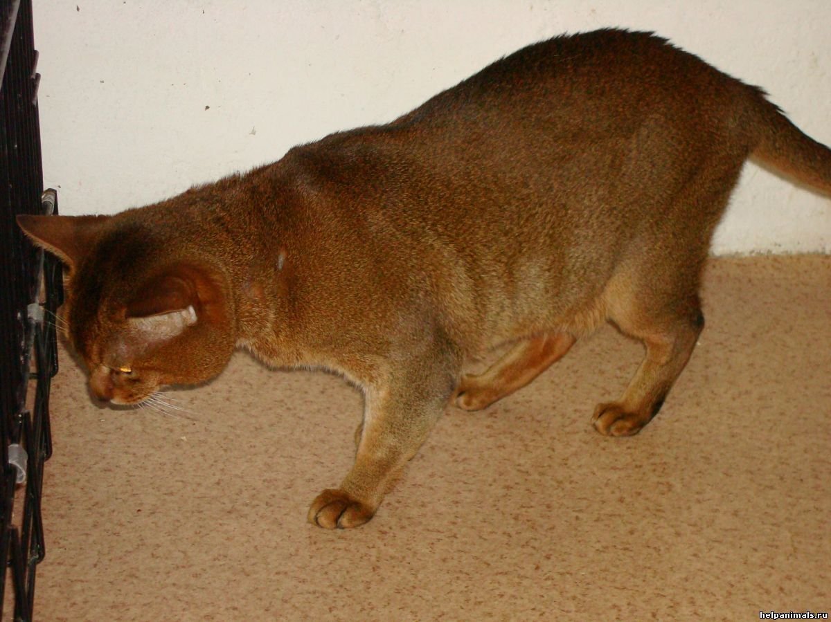 Порода чаузи